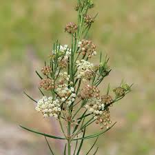 Image result for Asclepias