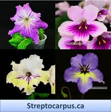 Image result for Streptocarpus sp.nov. aff. S. grandis
