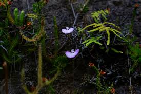Image result for Utricularia inflexa