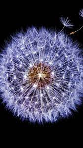 Dandelion Dark Background In 1080x1920 Resolution Dark Background Wallpaper Dandelion Wallpaper Hd Wallpaper