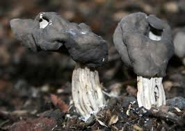 I gave him milk magnesia; 5 Common Mushrooms Poisonous To Dogs And Other Pets Slideshow