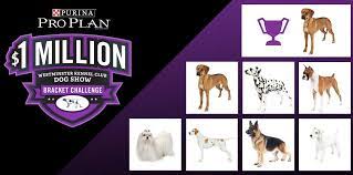 Who wants to go outside? Tim Tebow Ranked Dogs For The 2018 Westminster Kennel Club Dog Show So We Asked Him About Ranking Dogs Sbnation Com