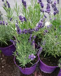 New transplants do not have extensive root systems, and they are frequently stressed by lack of sufficient water. How To Transplant Lavender Successfully Avoid Transplant Shock Gardener Report