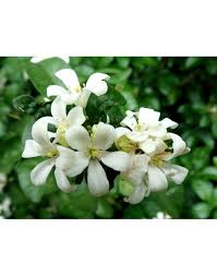 See more ideas about murraya paniculata, plants, mock orange. Murraya Paniculata Polybag 1m