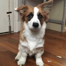 Their ears should flip back over to the hanging position easily. One Ear Down One Ear Up Album On Imgur
