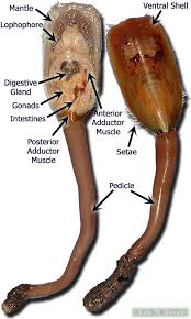 Image result for Lophiocarpaceae