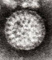 Rotavirus (fundación nemours) también en inglés. Rotavirus Wikipedia La Enciclopedia Libre