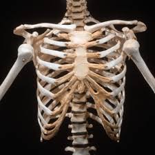Head (caput costae) neck (collum costae) body, corpus costae; Pin On Human Skeletons Anatomy