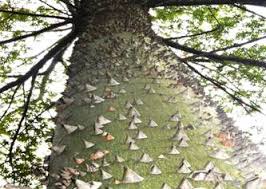 Image result for Scolopia stolzii