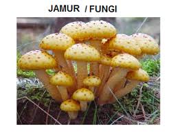 Hasil gambar untuk peran jamur zygomycota