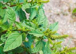 Image result for Amaranthus