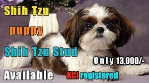 Every shih tzu puppy for sale here at teacups, puppies and boutique of south florida will go home with an official health certificate signed by a licensed veterinarian, a 1 year health guarantee protecting against hereditary and congenital defects, all current vaccinations, and a complementary vet visit. Shih Tzu Puppy For Sale In Delhi Shih Tzu Stud Male Available Youtube