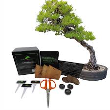 Pinus thunbergii shohin bonsai vörös mázatlan tálba ültetve. Traditional Bonsai Tree Starter Seed Kit Black Pine Wisteria Dawn Superfly Bonsai