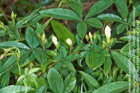 Image result for Merremia quinquefolia