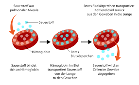 Sauerstoffsattigung Normalwerte Messmethoden Cosinuss