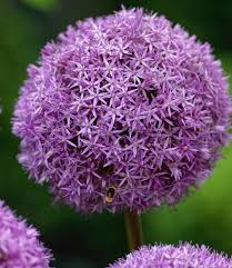 The overall shape may be round, oval or cascading, and the flower color may be white, yellow, pink, purple or blue. Allium Bulbs Globemaster Very Large Purple Allium Tulip Store
