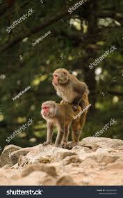 54 Monkeys Having Sex Royalty-Free Images, Stock Photos & Pictures |  Shutterstock