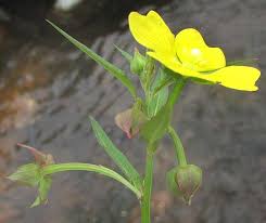 Image result for Ludwigia octovalvis