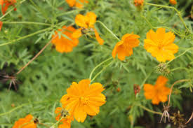 Tumuklas ng mga recipe, ideya sa bahay, inspirasyon ng istilo at iba pang ideya na masusubukan. Names Of Flowers With Pictures In The Philippines Pregnancy Test Kit