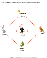 Each group has a role. Draw Easy Food Chain Novocom Top