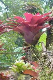 Que ce soit de garder les plantes en santé ou même l'aménagement du décor pour donner. Epiphytes