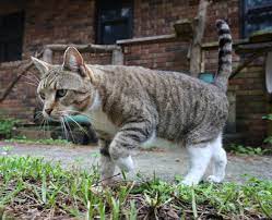 Typically neutering a male can vary. Large Scale Spay Neuter Feral Cat Clinics In Steuben County