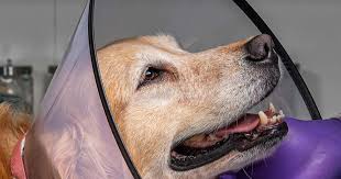 Pet emergency near me open. Emergency Vet Services 24 Hours Pet Care Doctor Denver Colorado Animal Emergency Center Veterinary Hospital 24 Hour Denver Animal Hospital Open On Sundays Crisis Castle Rock Dog Cat Rockies Digital Radiography Anesthesia