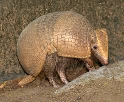 Armadillo Facts | Live Science