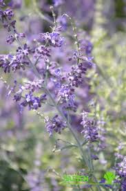 Incredibly attractive in a traditional or mediterranean border; Perovskia Atriplicifolia Blue Spire Tuincentrum Baeten