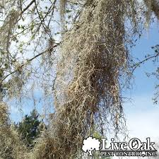 Have a spanish moss problem on your cedar park, tx, property? Spanish Moss January Pest Of The Month