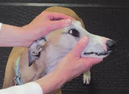 Image result for Oculovestibular Testing