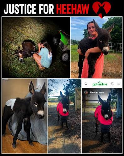 💔 A family says they lost more than a pet. The owners of HeeHaw, a beloved  donkey in Cedartown, say an officer shot and killed the animal during a  search for a