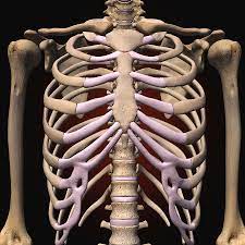 Of all 24 ribs, the first seven pairs are often labeled as 'true.'. Female Rib Cage And Spine Photograph By Hank Grebe