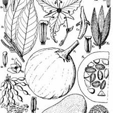 Image result for Xylopia lukei