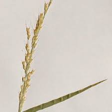 Image result for Melinis ambigua