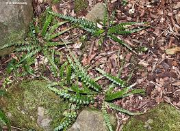 Image result for Asplenium goetzei