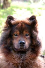 Buy and sell on gumtree australia today! Dog Blog Dog Breed Eurasier Dog Breed Pictures Dog Breeds Pictures Dog Breeds Beautiful Dogs
