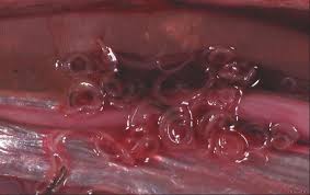 Уже 34 человека отравились после употребления суши в столице, - Госпродпотребслужба - Цензор.НЕТ 5500