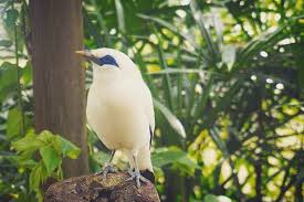 Maybe you would like to learn more about one of these? 7 Burung Cantik Asli Indonesia Yang Menjadi Incaran Dunia