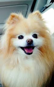Install my dogs themes to get hd wallpapers of puppy & dog everytime you open a new tab. 60 Amazing Animal Iphone Wallpaper Free To Download Godfather Style Dog Wallpaper Beautiful Dogs Pomeranian Dog