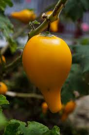 Image result for Solanum mammosum