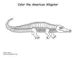 This picture will aid your child to relate more to the alligator. Alligator American Coloring Page