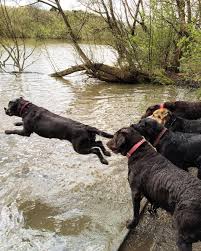 pin auf labradors 4 life
