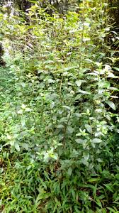 Image result for Sida ovata