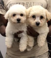 Come check out our garage sale today! 5150 SW 191st ct 97007 We have a lot  of cute dogs that would love it if you stopped by!