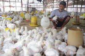 3,570 likes · 794 talking about this. Harga Ayam Tertekan Peternak Dorong Transparansi Data Integrator
