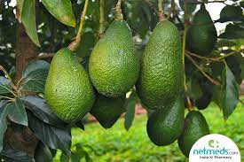 Ancient fruit commonly called butter fruit in india which is a good source of nutrients!! Butter Fruit Avocado Nutrition Health Benefits Keto Diet Uses For Skin And Recipes