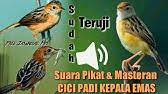 Suara cici padi betina merah pikat jantan mp3 & mp4. Kicau Burung Cici Padi Gacor Cocok Untuk Suara Pikat Dan Masteran Youtube