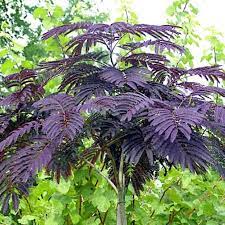 Albizia julibrissin summer chocolate adulte. Albizia Julibrissin Summer Chocolate Arbre A Soie Au Feuillage Chocolat Pourpre
