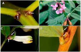 Image result for Nectaropetalum